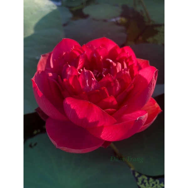 Củ sen đỏ Ruby Hồng Ngọc | Shopee Việt Nam