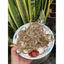 Cá đét nguyên con Lươn biển que 500gr Cá đét que khô bán đảo Sơn Trà– Hương vị truyền thống, đậm đà khó quên!