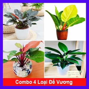 Combo 4 cây trầu bà đế vương ( đế vương nâu + đế vương vàng + đế vương đỏ + đế vương xanh )