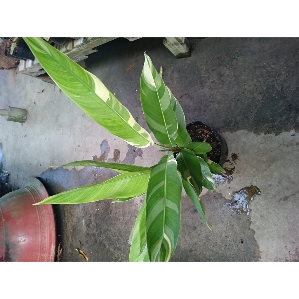 chuối Thiên Điểu Cẩm Thạch (loại siêu bông) - cây cảnh trong nhà
