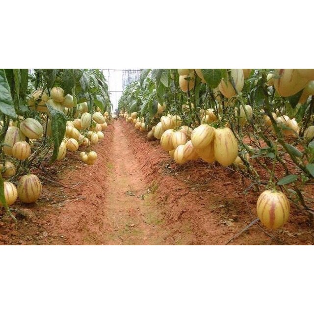 🌟Hạt Giống Dưa PEPINO F1🌟 Hạt Giống Độc Lạ Ăn Siêu Ngon [ NONG TRAI XANH ]