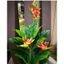 Cây Giả 🌺 Cây Hoa Thiên Điểu Cao Su 3 Thân cao 1m5 (ảnh + video thực tế)🌺 hàng loại 1