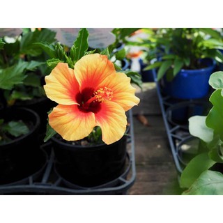 Cây Hoa Dâm Bụt Cam - Cây cảnh sân vườn