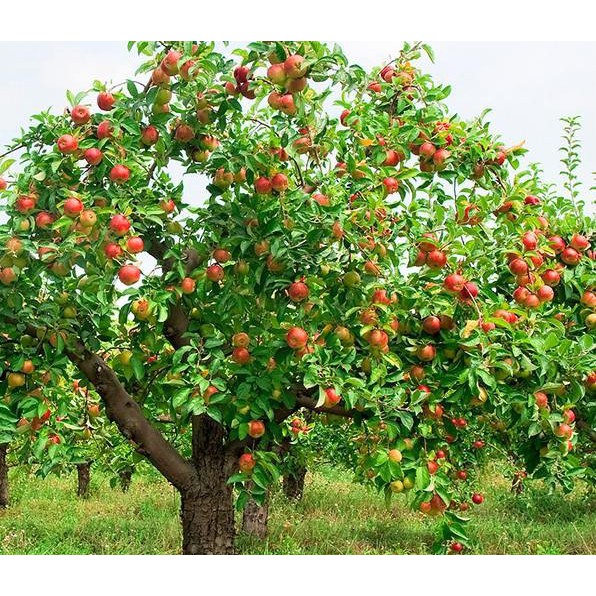 200 hạt giống táo đỏ lùn Mỹ