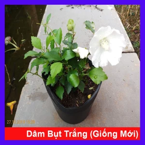 Hoa dâm bụt trắng (giống mới) - cây cảnh để bàn