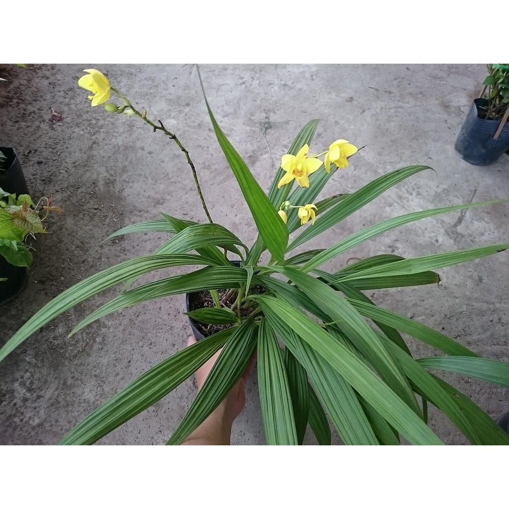 Cây lan chu đỉnh vàng ( địa lan hoa vàng ) - cây cảnh để bàn