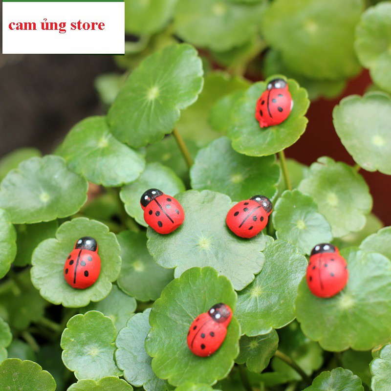 10 con Bọ rùa trang trí terarium- trang trí bểcá, thủy sinh, bán cạn ...