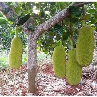 Cây giống mít malaysia trái dài 1m nhiều múi ít xơ rất thơm ngon .