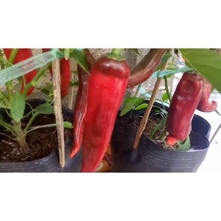 Hạt giống ớt sừng bò - gói 50 hạt