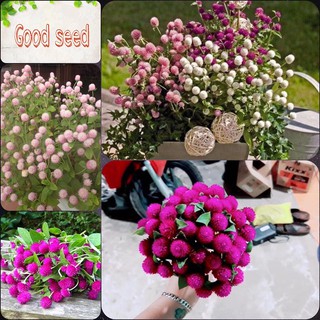 🌟Hạt Giống Hoa Cúc Bách Nhật Nhiều Mầu🌟 Nảy Mầm 90% Gói 100 Hạt