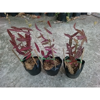 Cây cánh bướm đỏ - Cây cảnh để bàn