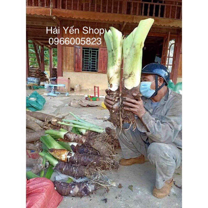 Củ Ráy Voi Rừng trồng làm cảnh | Shopee Việt Nam