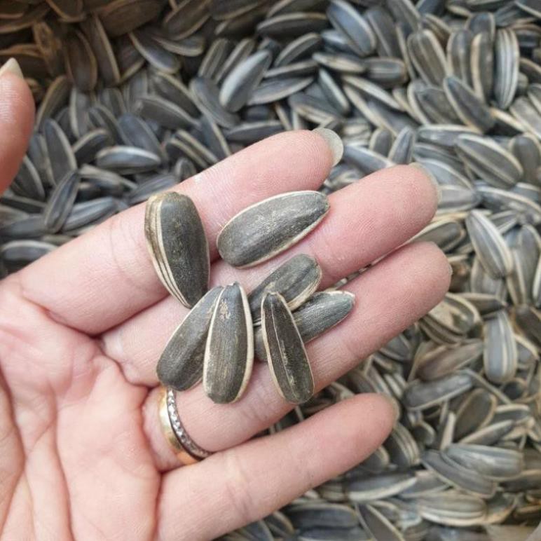 Hạt hướng dương giòn Ngon loại 1 [FREE SHIP] TỪ ĐƠN 50K, [Loại Đặc Biệt]