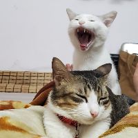 tiuchi