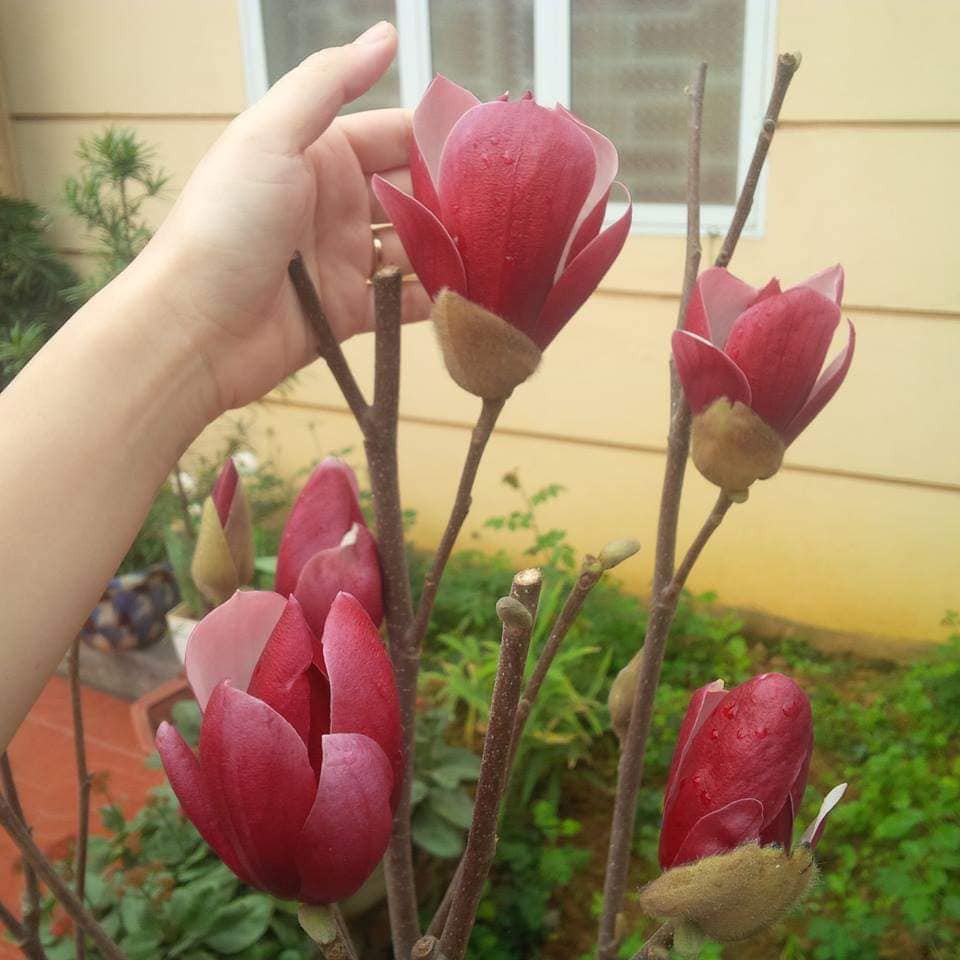 5 Hạt giống hoa mộc lan Mix