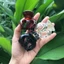 Kẹp Tóc Bạch Tuộc Thái Lan 6 Răng 3.5cm
