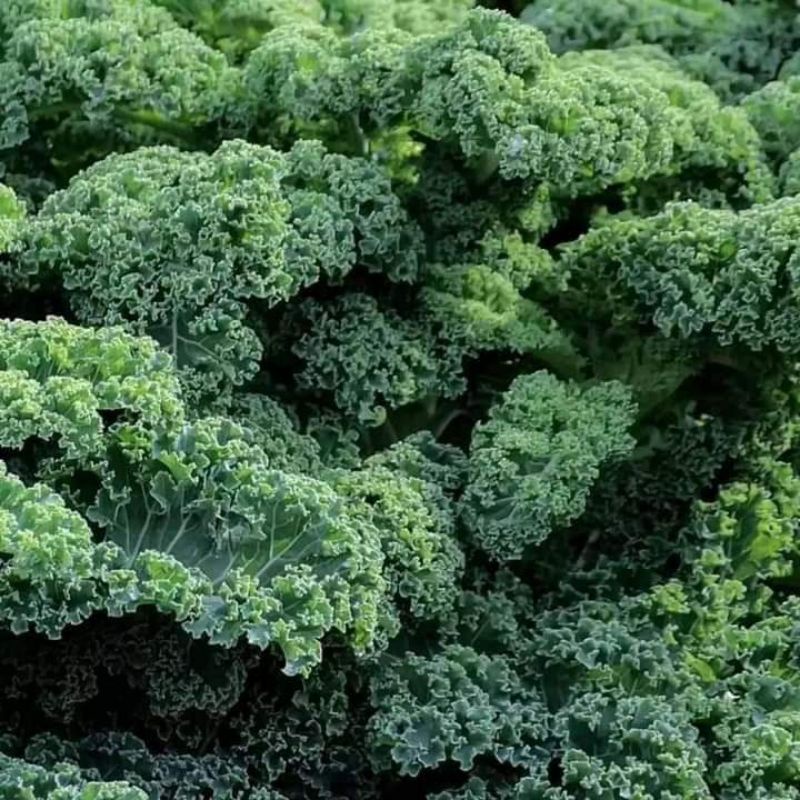 Hạt Giống Cải Xoăn ( Cải Kale Xanh Nhập Mỹ 150 hạt giống) 💥SALE LỚN💥 chất lượng cao