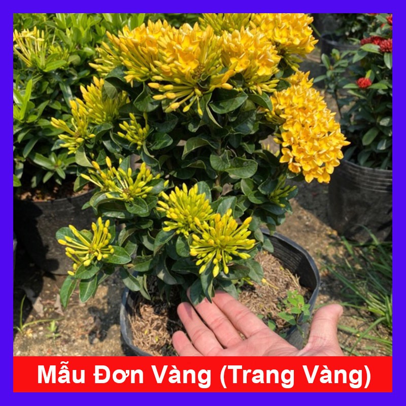 Cây Mẫu Đơn Vàng (Trang Vàng) - Cây cảnh sân vườn