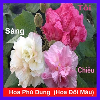 Cây giống hoa phù dung - cây cảnh trong nhà