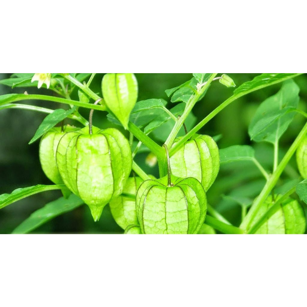 [Mã BMTTC60K giảm đến 60K đơn 50K] Cây tầm bóp khô JINDO 1kg