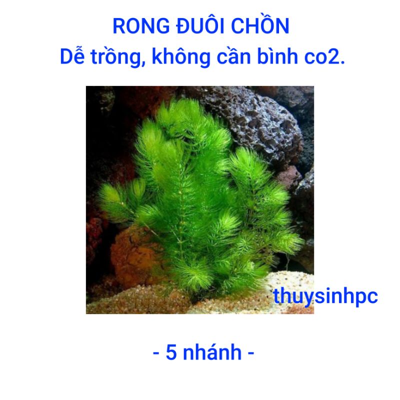 [5 nhánh] cây thủy sinh Rong Đuôi Chồn trang trí, lọc nước bể cá cảnh ...