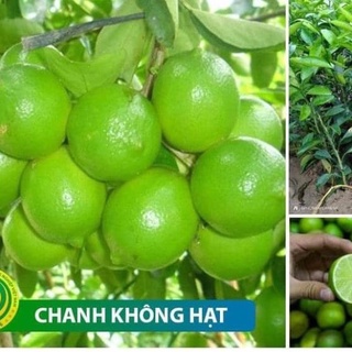Cây giống chanh không hạt vỏ mỏng cho quả quanh năm .