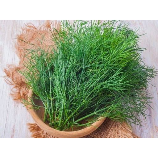 Hạt Giống Rau Gia Vị Thì Là Tứ Quý F1 [ NONG TRAI XANH ]
