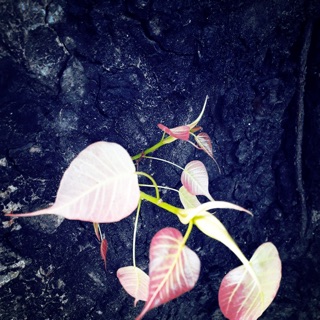 sandy.bichanh
