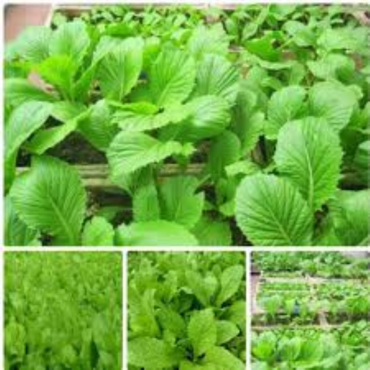 hạt giống rau cải mơ gói 20gr | Shopee Việt Nam