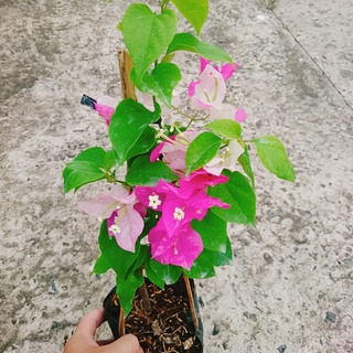 Cây Hoa Giấy 2 Màu - hoa giấy Cao Bồi - cây cảnh để bàn