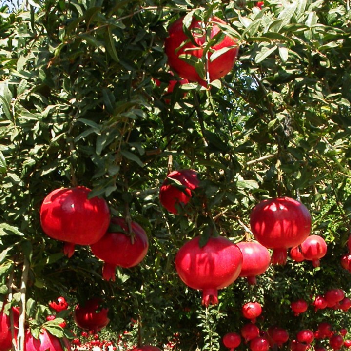 Hạt giống lựu lùn