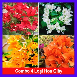 Combo 4 cây hoa giấy (hoa giấy đỏ + hoa giấy trắng + hoa giấy vàng + hoa giấy cam)