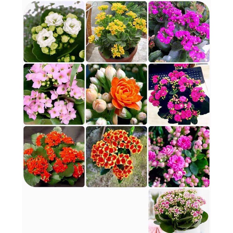 Bộ 2 gói hạt giống hoa sống đời kép