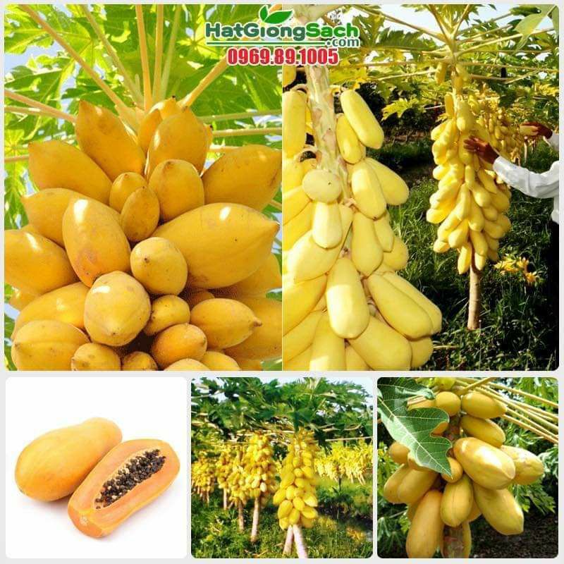 7 hạt giống đu đủ da vàng lùn làm kiểng và ăn 🍏🍏 Độc Lạ 🍒🍒 siêu năng suất