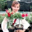 Cây Sứ Thái Kép Hoa Đỏ - cây cảnh trong nhà