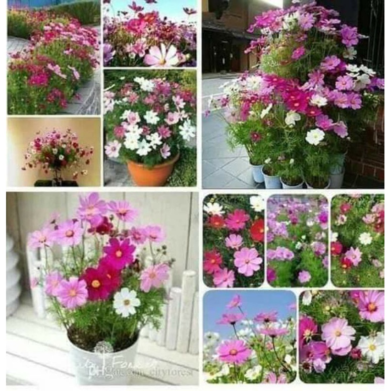10 gam hạt giống hoa sao mix màu 💖💖Nảy Mầm Cực Đỉnh 💝💝 rất dễ trồng
