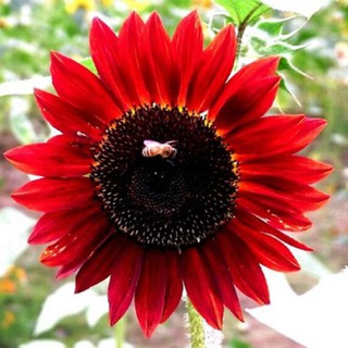 🌹HẠT GIỐNG HOA HƯỚNG DƯƠNG ĐỎ F1🌹 DỄ TRỒNG RA HOA SAU HAI THÁNG