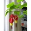 Cây lồng đèn - Cây cảnh sân vườn