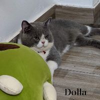 dolla.shop2019
