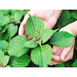 Hạt giống rau Tía Tô Cao Sản, sinh trưởng phát triển khoẻ, kháng sâu bệnh - gói 2 gam