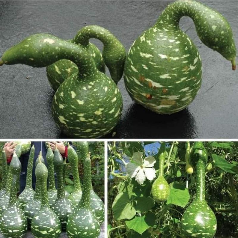 💥 hạt giống bầu Thiên Nga🌳  Chuẩn Xịn💚 siêu dễ thương ăn rất ngon