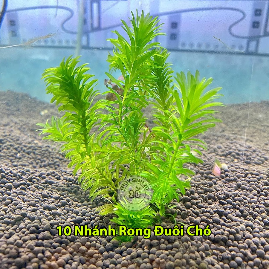 10 Cây Rong Đuôi Chó cây thủy sinh | Shopee Việt Nam