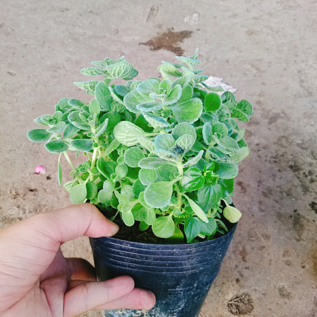 Cây Sen Thơm ( Nhất Mạt Hương ) Toả Hương Thơm Dễ Chịu - cây cảnh để bàn