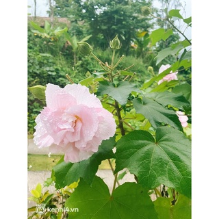 Cây giống hoa phù dung - cây cảnh trong nhà