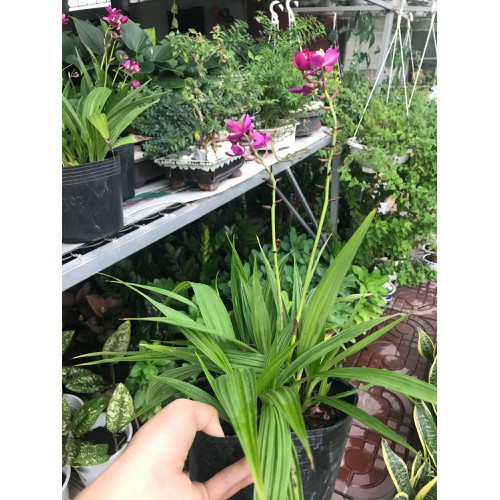 Cây Địa Lan Hoa Tím - Cây cảnh trang trí