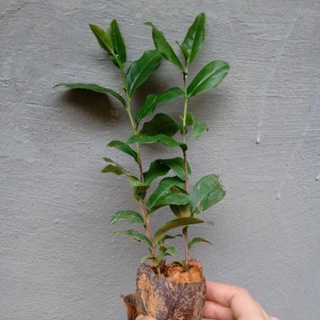 Cây Giống Chè Xanh .