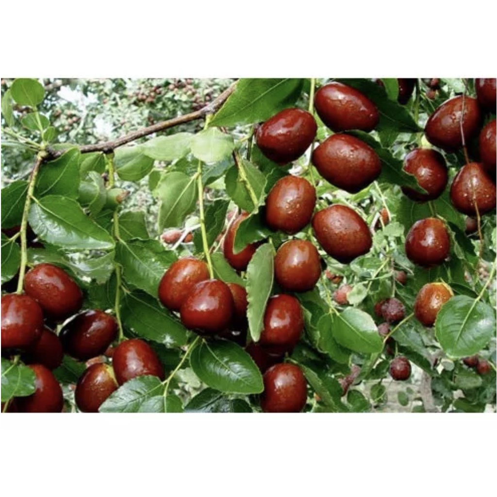 Táo Đỏ Tân Cương Trái vừa giòn ngọt  - Yến Sào Phạm Gia