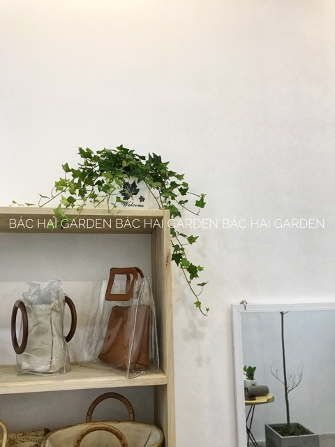 Chậu thường xuân để bàn trang trí nội ngoại nhà ở, văn phòng thất kèm chậu