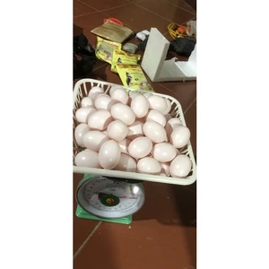 combo 10 Trứng bồ câu giả loại màu hồng