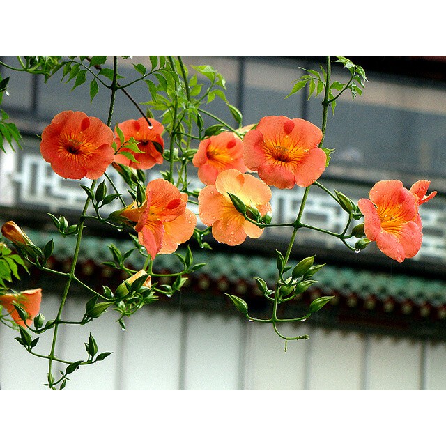 Cây hoa đăng tiêu - Cây cảnh sân vườn